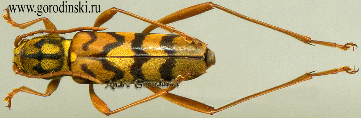 http://www.gorodinski.ru/cerambyx/Xylotrechus diversesignatus.jpg